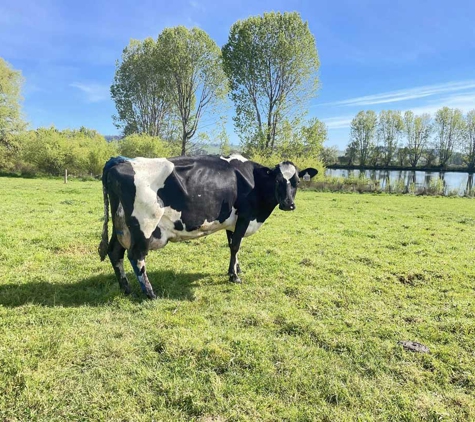 Meander Valley Veterinary Service - Westbury, TAS