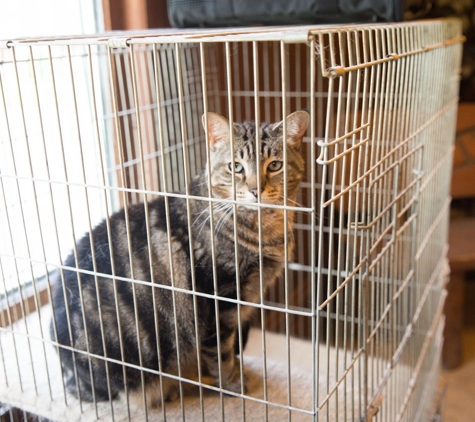 Brushbow Boarding Kennels - West Chicago, IL. A HAPPY CAT!