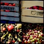 Hillcrest Orchards