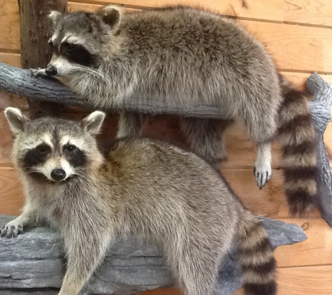 Island Taxidermy - Roper, NC