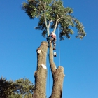 Alan's Tree Removal