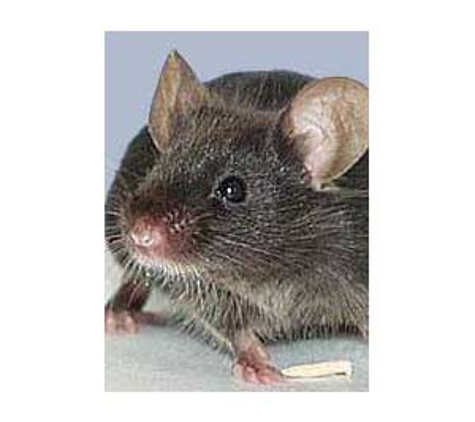 Mr Exterminator - Noarlunga Downs, SA
