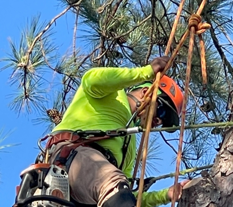 Palmetto Tree Service - Mount Pleasant, SC