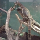 Reptile & Amphibian Discovery