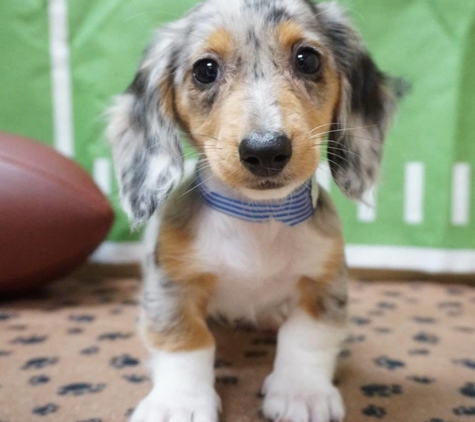 Petland Racine - Racine, WI