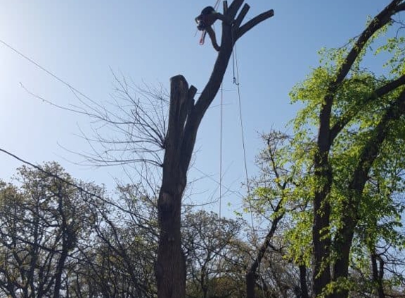 Mercer Tree Service