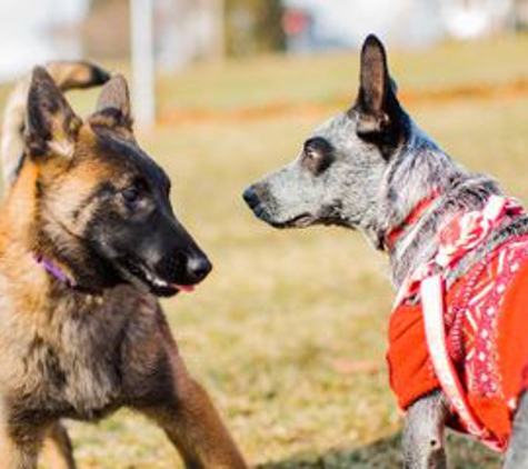 Furever Friends Play and Stay - Honolulu, HI