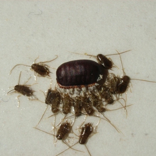 Systems Pest Management Pty Ltd - Thornleigh, NSW