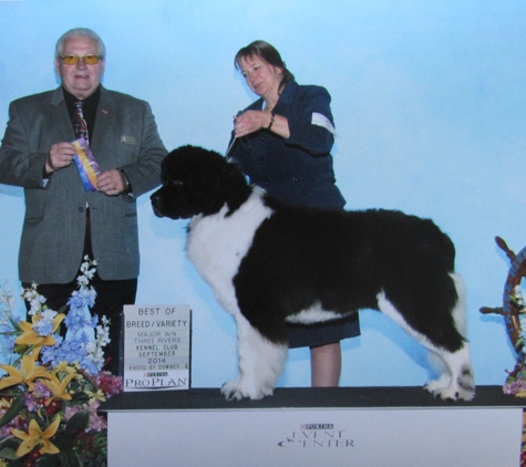 Windancer Newfoundlands - Elkland, MO. Devlin's 3rd AKC major win.