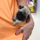 Portage Lakes Veterinary Hospital - Veterinary Clinics & Hospitals