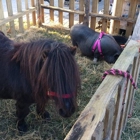 The Painted Pony Petting Zoo and Pony Ride Service