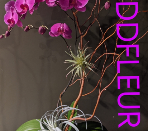 Mudd Fleur - Chicago, IL. Fuschia Fusion Orchid & Tillandsia Airplants