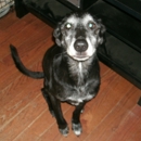 Harper's Haven Dog Rescue - Animal Shelters