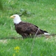 Wooden Eagle Lawn Care and Property Services