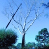 Tree Experts LLC gallery