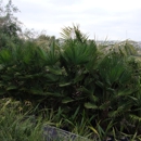 Discovery Island Palms - Nursery-Wholesale & Growers