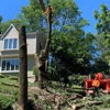 Four Season Tree Services gallery