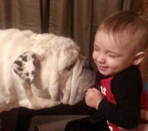 Eubanks Animal Clinic - Jacksonville, AR. This our 10 yr old male bulldog Dually with my son Lex who was 2 in this photo.