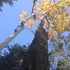 Red Cedar Arborists & Landscapers gallery