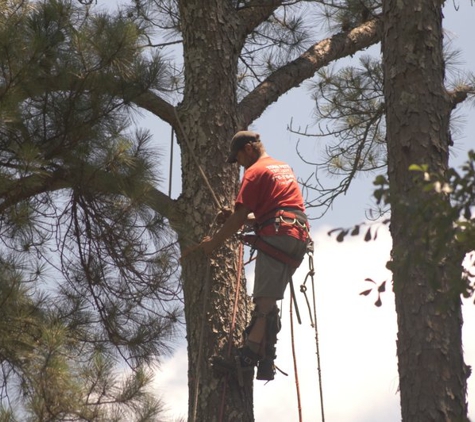 Todd’s Marietta Tree Services - Marietta, GA