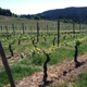 Kramer Vineyards