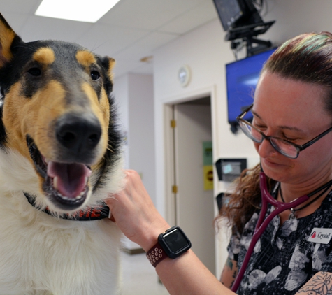 Veterinary Emergency Services - Verona, VA