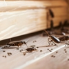 Complete Pest Control Services gallery