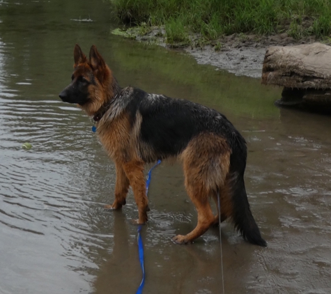 Von Waldberg Kennels German Shepards - Snohomish, WA. 8 Months old -  after swimming in the river