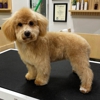 Well Groomed Pets Parker gallery