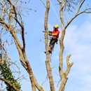 Arbor Design Tree Service Cincinnati - Tree Service