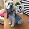 Vip Grooming Pet Saloon gallery