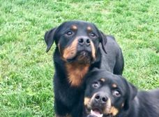 OUR TRAINING STAFF - Molly's Country Kennels