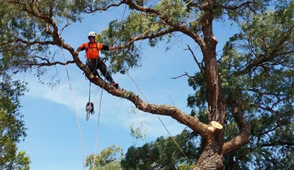 Plumb Trees - Croydon Park, NSW
