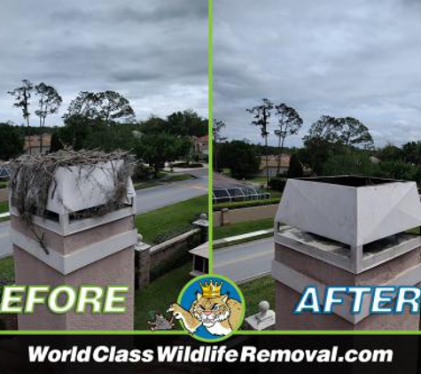 World Class Wildlife Removal & Rodent Remediation - Holiday, FL