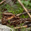 Brocious Nuisance Wildlife Removal gallery