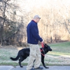 UpwardPup Home Dog Training gallery