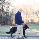 UpwardPup Home Dog Training - Dog Training