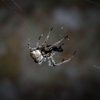 Superior Termite & Pest Control gallery
