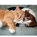 Briarwood Animal Hospital - Veterinarians