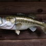 Anglers Choice Taxidermy