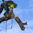 Absolute Tree Surgeons - Tree Service