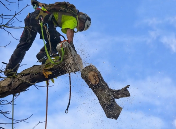 Absolute Tree Surgeons - Virginia Beach, VA