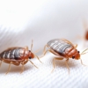 Alert One Termite & Pest Control gallery