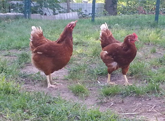 Raleigh's Poultry Farm Inc - Kings Park, NY