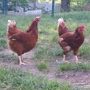Raleigh's Poultry Farm Inc