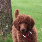 Araeah's Red Standard Poodles