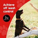 All Dogs Unleashed - Pet Training