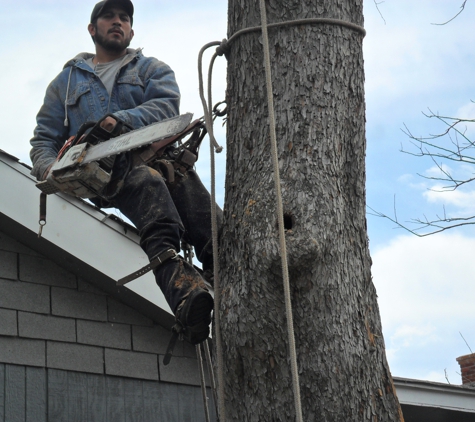 Aldine Tree Services Houston Stump Grinding - Houston, TX. Delfino Sanchez owner of Aldine Tree Services provides free quotes.Request yours at www.aldinetreeservices.com fill out "contact us" area.