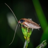 Premier Pest Control gallery