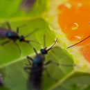 Mayley's Pest Control - Pest Control Equipment & Supplies